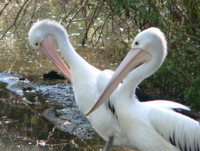 Pelicans - Healsville