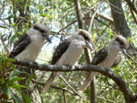 Kookaburras - Warrandyte